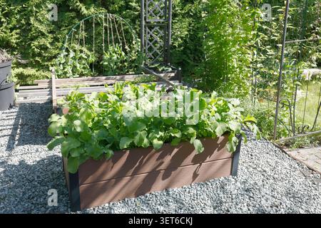 Anbau von frischem, grünem Blattgemüse in Hochgartenholzbeet. Moderne Landwirtschaft im Hinterhof, die einen intelligenten, nachhaltigen Lebensstil und eine umweltfreundliche Atmosphäre widerspiegelt Stockfoto