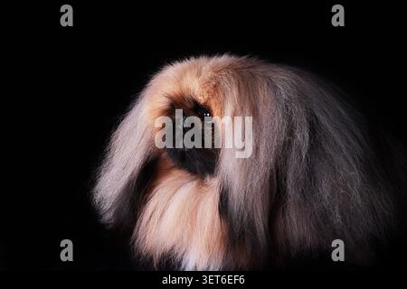 Flauschiges Pekingese Dog Studio Porträt Vor Schwarzem Hintergrund Stockfoto