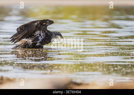 Ein junger Weißkopfadler, Haliaeetus leucocephalus, hält mit offenem Schnabel und schwerem, eingeweichten Gefieder im Wasser. Stockfoto