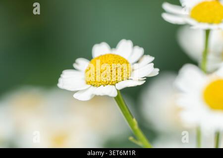 Horizontale selektive Kamillenfokussierung einer einzelnen weißen, fieberlosen Blume, die auf der grünen Sommerwiese blüht Stockfoto
