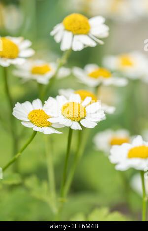 Gänseblümchen vertikale Vollrahmen Hintergrund Textur von schönen weißen Kamillenfieber Blumen im Sommergarten Stockfoto