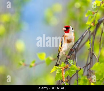 Wunderschöner heller singvogel, ein Goldfink, der in einem Quellpark auf den Ästen einer Birke mit jungen grünen Blättern sitzt. Stockfoto