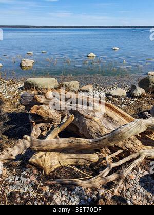 Ein verwitterter Treibholzstamm liegt zwischen glatten Steinen am felsigen Ufer einer estnischen Insel in der Ostsee Stockfoto