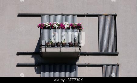 Ein direkter architektonischer Blick auf einen kleinen Wohnbalkon mit Glasgeländern, leuchtenden rosa und weißen Petunien und verwittertem vertikalem Holz Stockfoto