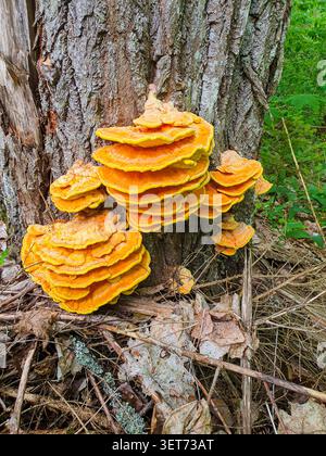 Ein Haufen von leuchtend orangenem Waldpilz wächst auf einem Baumstamm in einem Herbstwald Stockfoto