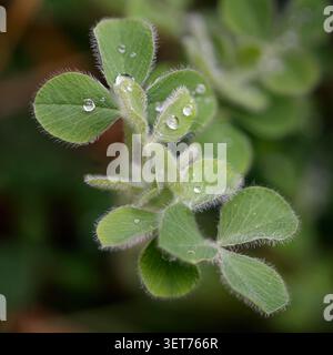 Tau-Tropfen auf den Wiesenklees im Frühling Stockfoto