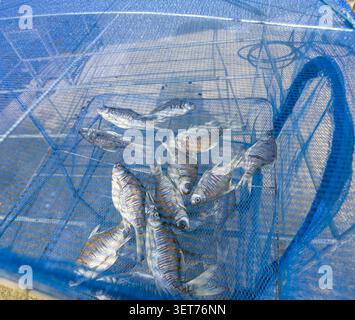 Gruppe kleiner gesalzener Süßwasserfische, die auf einem mit blauem Kunststoffnetz bedeckten Tablett liegen und unter Sonnenlicht trocknen, um vor Fliegen und Insekten zu schützen Stockfoto