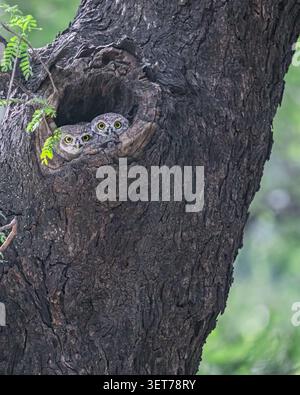 Ein Paar gefleckte Eule, die aus ihren Nestern blickt Stockfoto