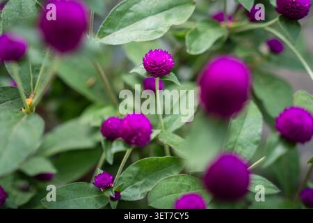 Nahaufnahme von leuchtend violetten Globus Amaranth Blüten. Wunderschöne Gomphrena Globosa blüht unter weichem natürlichem Licht mit einem üppig grünen, verschwommenen Hintergrund. Stockfoto