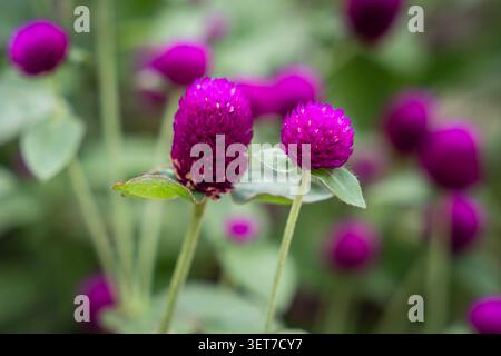 Nahaufnahme von leuchtend violetten Globus Amaranth Blüten. Wunderschöne Gomphrena Globosa blüht unter weichem natürlichem Licht mit einem üppig grünen, verschwommenen Hintergrund. Stockfoto