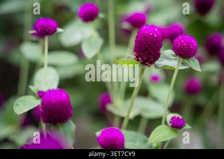 Nahaufnahme von leuchtend violetten Globus Amaranth Blüten. Wunderschöne Gomphrena Globosa blüht unter weichem natürlichem Licht mit einem üppig grünen, verschwommenen Hintergrund. Stockfoto