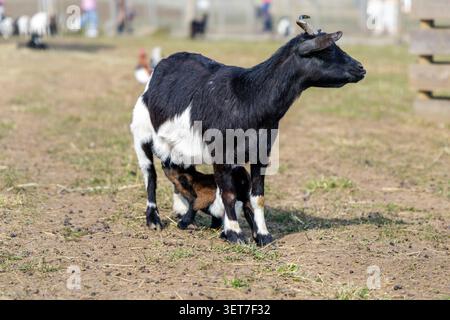Seitenansicht einer schwarzgehörnten Ziegenmutter mit weißem Bauch, die über einem Säuglingskind in einem Bauerngehege steht. Stockfoto