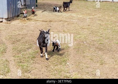 Eine schwarz-weiße Erwachsene Ziege läuft vorwärts über eine unbefestigte Grasweide mit einem kleinen braunen und weißen Kind an ihrer Seite. Stockfoto