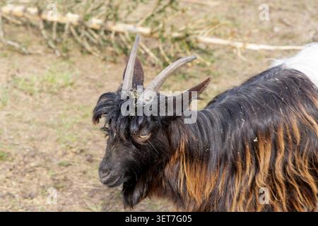 Nahaufnahme Seitenporträt einer langhaarigen schwarz-braunen Hausziege mit langen Hörnern, die in einem ländlichen Fahrerlager zur Seite schauen. Stockfoto