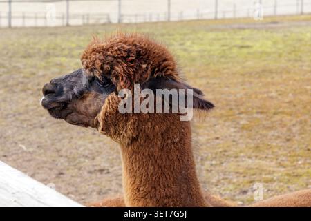 Ein hochwertiges Profilbild eines flauschigen braunen Alpakas, das nach links aussieht und seine üppige Wolljacke vor einem weichen Hintergrund präsentiert. Stockfoto