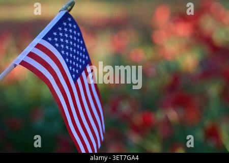 Amerikanische Flagge winkt mit verschwommenem Mohnfeld Hintergrund Stockfoto