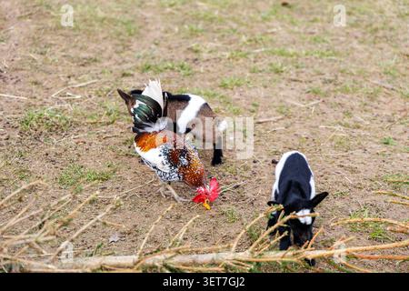 Ein detailliertes Seitenprofil eines lebendigen Haushahns mit weißen, braunen und schwarzen Federn und einem leuchtend roten Kamm, der draußen steht. Stockfoto