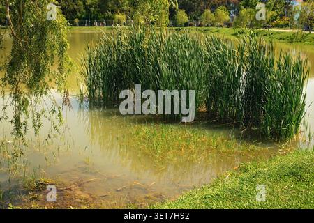 Üppiges grünes Schilf und Wasserpflanzen, die im flachen Wasser eines ruhigen Teichs wachsen, vor üppiger Küstenvegetation eines Stadtparks an einem sonnigen Tag. Stockfoto