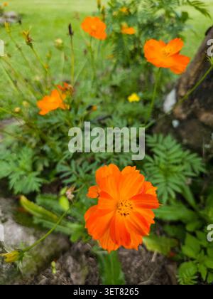 Nahaufnahme der schönen Orange Cosmos Blumen in voller Blüte. Stockfoto