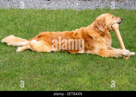 Golden Retriever Hund liegt auf grünem Gras, während er einen großen Knochen in einem Garten kaut. Glückliches Haustier, das im Freien spielt und kaut. Stockfoto