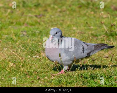 Eine Waldtaube, Columba oenas, läuft auf einer grasbewachsenen Wiese. Stockfoto