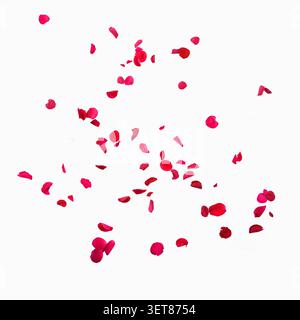 Reales Foto von natürlichen roten Rosenblüten in verschiedenen fließenden Formen, isoliert auf freiem weißen Hintergrund. Stockfoto