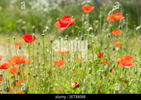 Rote Mohnblumen blühen auf einer grünen Sommerwiese. Stockfoto
