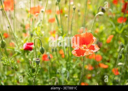 Rote Mohnblumen blühen auf einer grünen Sommerwiese. Stockfoto