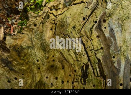 Verwitterte Baumstammtextur mit Insektenbohrlöchern in verrottendem Holz Stockfoto
