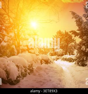 Fantastisch schöner Sonnenuntergang im verschneiten Wald. Stockfoto
