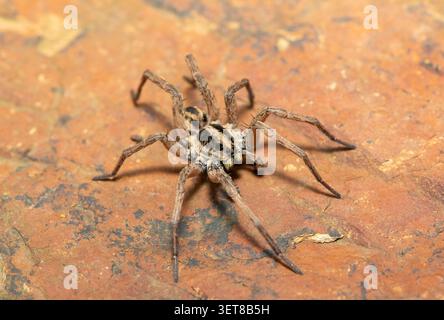 Eine schöne Wolfsspinne der Familie Lycosidae, getarnt vor einer Felsoberfläche, KwaZulu-Natal, Südafrika Stockfoto
