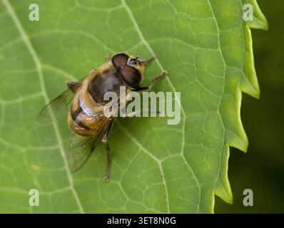Gemeinsamen Drohne fliegen Eristalis tenax Stockfoto