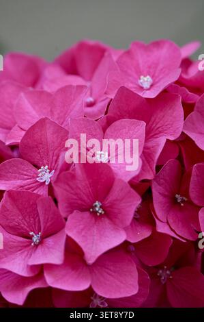 Eine faszinierende vertikale Nahaufnahme mit einer eleganten Hortensienblüte in tiefvioletten und satten Magenta-Tönen. Stockfoto