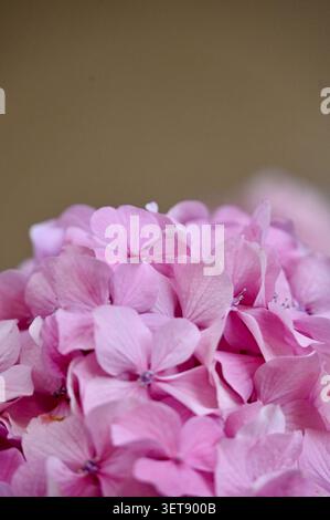 Eine wunderschöne vertikale Makroaufnahme mit einer engen Vollformatkomposition aus leuchtenden rosa Hortensie-Blütenblättern in voller Blüte. Stockfoto