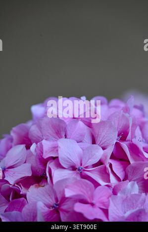 Eine wunderschöne vertikale Makroaufnahme mit einer engen Vollformatkomposition aus leuchtenden rosa Hortensie-Blütenblättern in voller Blüte. Stockfoto