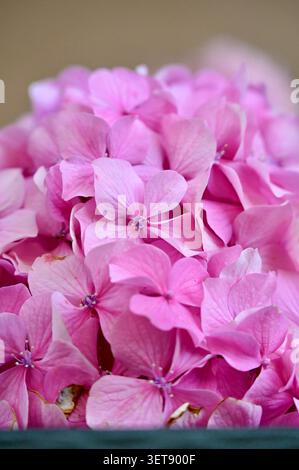 Eine wunderschöne vertikale Makroaufnahme mit einer engen Vollformatkomposition aus leuchtenden rosa Hortensie-Blütenblättern in voller Blüte. Stockfoto