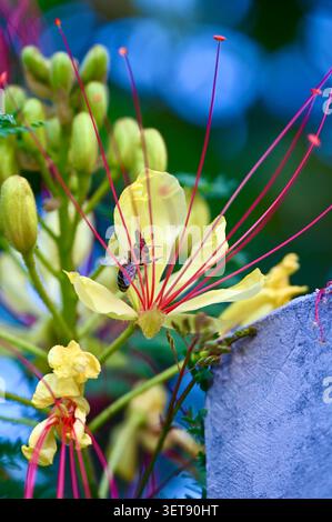 Eine wunderschöne vertikale Makroaufnahme, die den exotischen Caesalpinia gilliesii, oder Paradiesvogel, in voller Blüte zeigt. Stockfoto