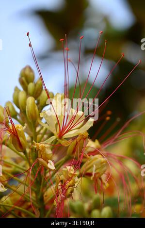 Eine wunderschöne vertikale Makroaufnahme, die den exotischen Caesalpinia gilliesii, oder Paradiesvogel, in voller Blüte zeigt. Stockfoto