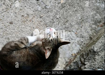 Eine fesselnde horizontale Nahaufnahme, die einen süßen Tabby und eine weiße Katze aufnimmt, die sich auf einem grauen Steinboden reinigt. Stockfoto