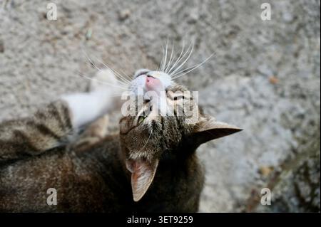 Eine fesselnde horizontale Nahaufnahme, die einen süßen Tabby und eine weiße Katze aufnimmt, die sich auf einem grauen Steinboden reinigt. Stockfoto