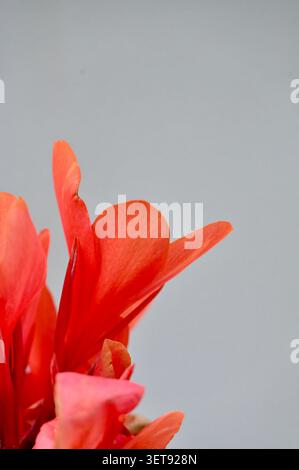 Eine wunderschöne vertikale Nahaufnahme, die eine leuchtende, korallenorangene Cannabislilienblüte auf einem Stiel zeigt. Stockfoto