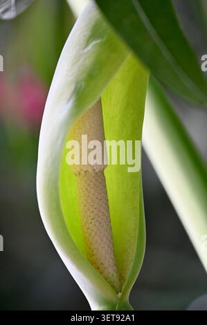 Eine wunderschöne vertikale Makroaufnahme, die die einzigartige Blütenstruktur einer Araceae-Familie zeigt. Die detaillierte Nahaufnahme zeigt ein strukturiertes Gelb Stockfoto