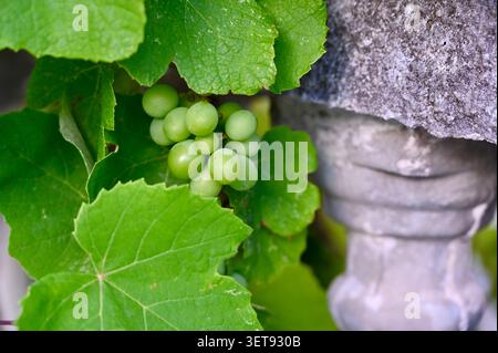 Eine wunderschöne Nahaufnahme einer reifenden Gruppe grüner Trauben, die teilweise unter üppigen Weinblättern versteckt ist. Stockfoto