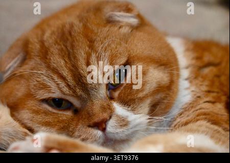 Ein fesselndes horizontales Nahporträt einer wunderschönen Ginger Scottish Fold Katze, die mit einem intensiven, verschlafenen Blick auf die Kamera blickt. Stockfoto