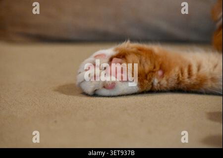 Eine wunderschöne horizontale Makroaufnahme, die sich eng auf die flauschige Pfote einer Ginger Scottish Fold Katze fokussiert, die auf einer weichen beigen Oberfläche liegt. Stockfoto