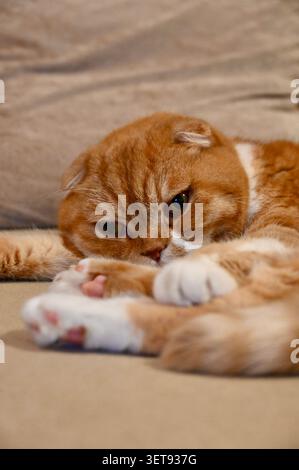 Eine wunderschöne vertikale Nahaufnahme einer schönen Ingwerkatze mit Scottish Fold, die bequem auf einem weichen Bett liegt. Stockfoto