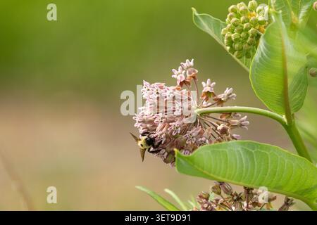 Hummel sammelt im Sommer Nektar und Pollen von gewöhnlichen Milchkräuterblüten. Stockfoto