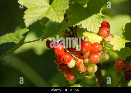 Sonnendurchflutete Gruppe reifer roter Johannisbeerbeeren, die an einem Blattzweig hängen, umgeben von lebendigem grünem Laub und weichem Hintergrund Bokeh; erinnert an Sommer h Stockfoto