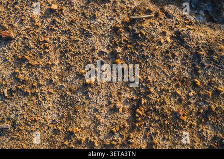 Ein von oben nach unten gerichteter, trockener Erde, bedeckt mit kleinen Felsen, losem Kies und subtilen Rissen, zeigt eine raue Wüste oder trockenen Boden. Stockfoto