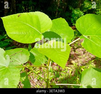 Hibiscus Tiliaceus-Baum in einer tropischen Umgebung Stockfoto